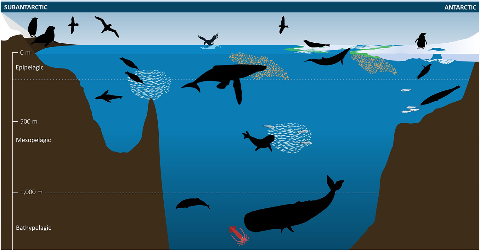 OCEAN ECOSYSTEM