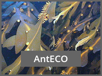 AntECO Project AntEco C.D.Amsler